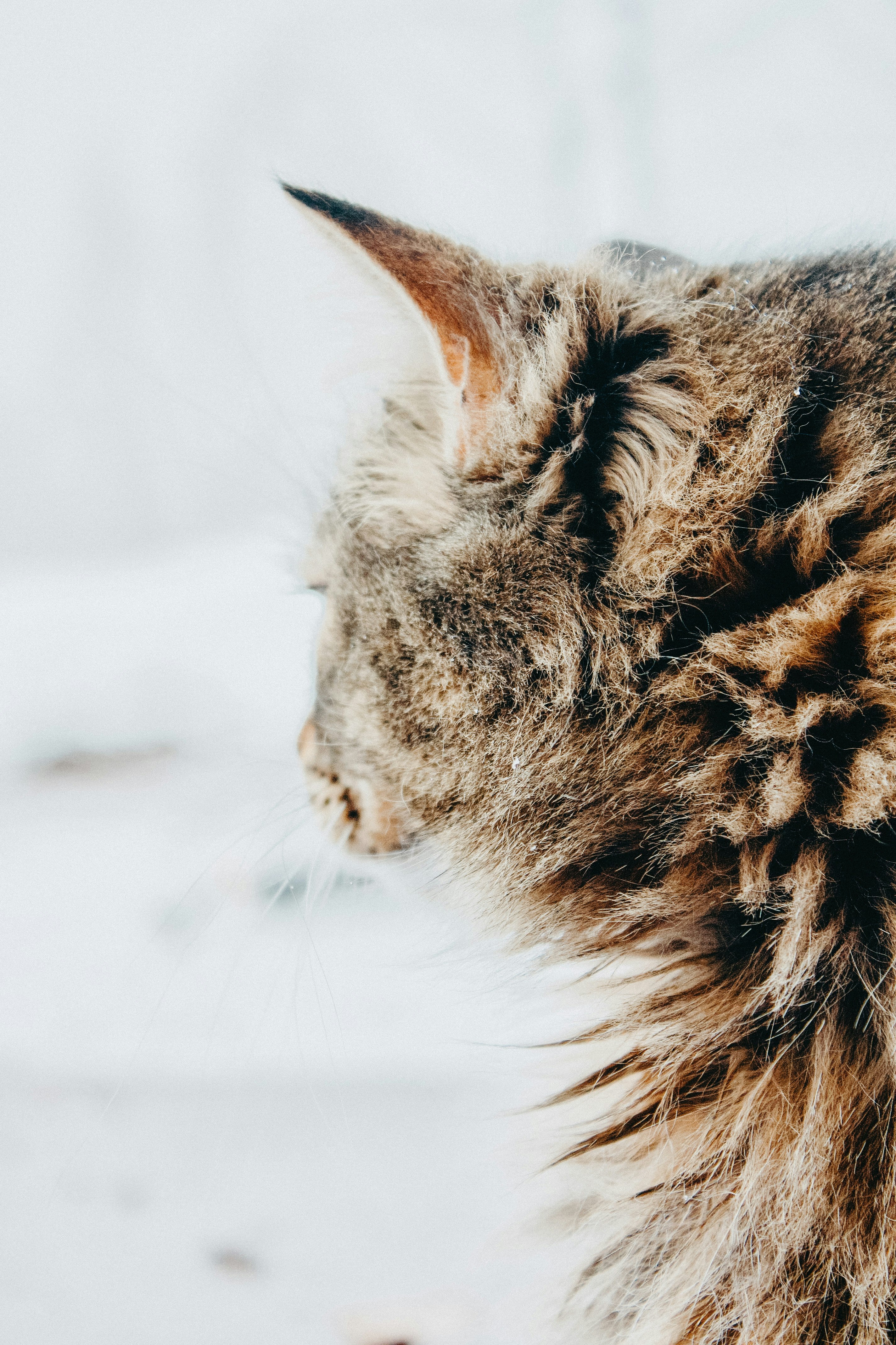 brown tabby cat on snow covered ground